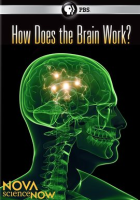 How_Does_the_Brain_Work_