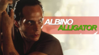 Albino_Alligator