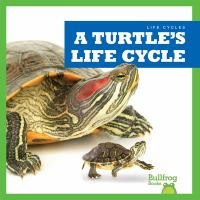 A_turtle_s_life_cycle
