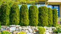 How_to_Grow_Anything__Trees_and_Shrubs