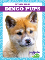 Dingo_Pups